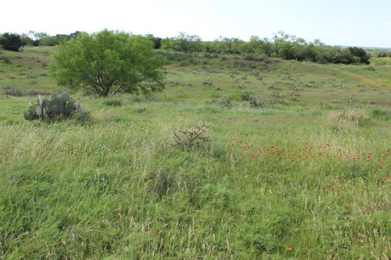 Cylindropuntia davisii