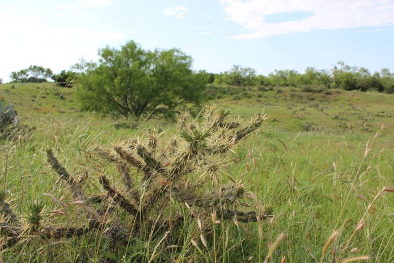 Cylindropuntia davisii