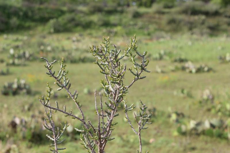 Cylindropuntia leptocaulis