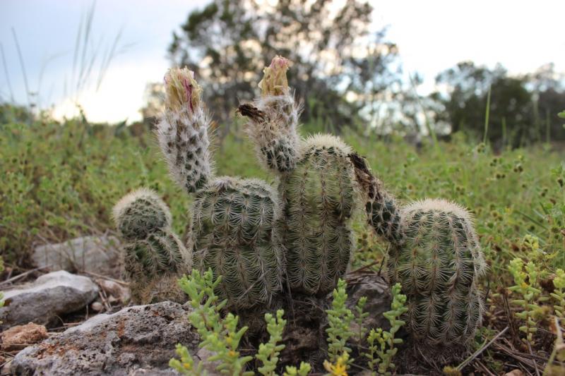 Echinocereus reichenbachii