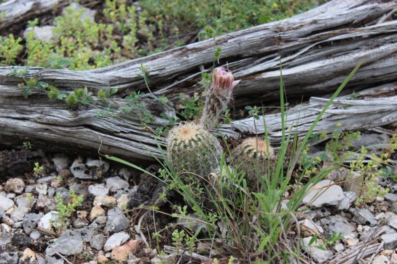 Echinocereus reichenbachii