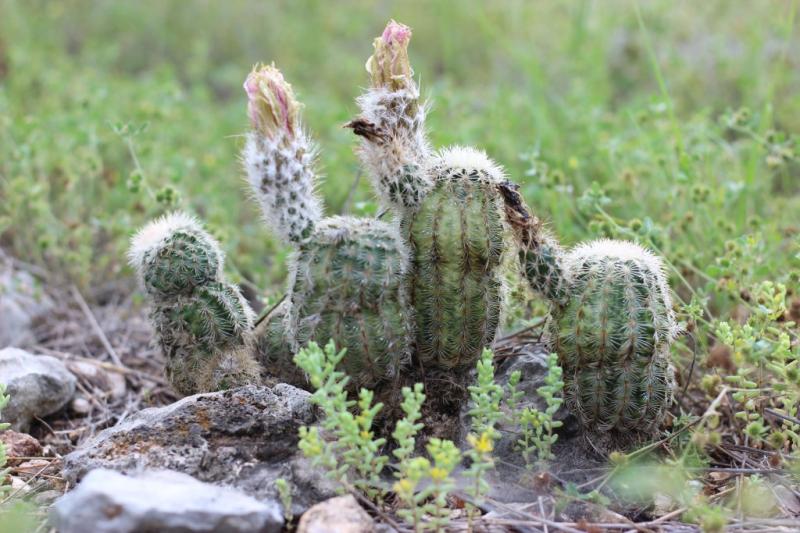 Echinocereus reichenbachii