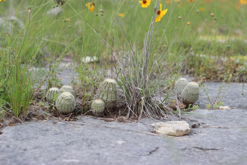 Echinocereus reichenbachii