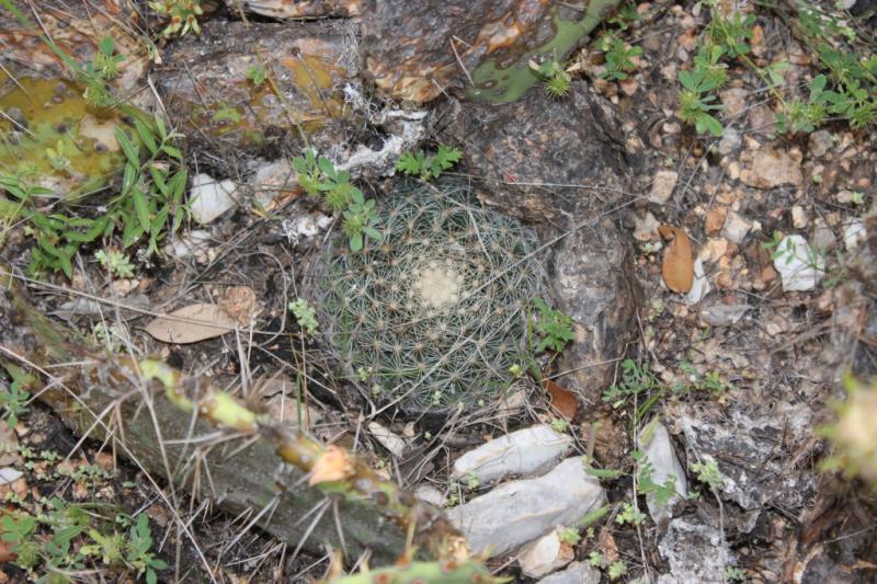 Mammillaria heyderii