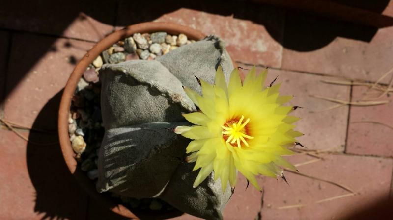 Astrophytum coahuilense