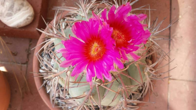 Echinocactus horizonthalonius