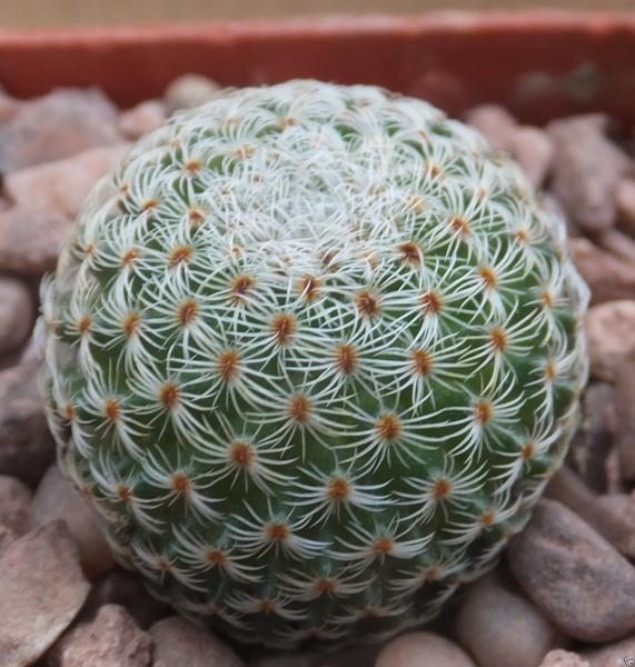 Mammillaria tlalocii