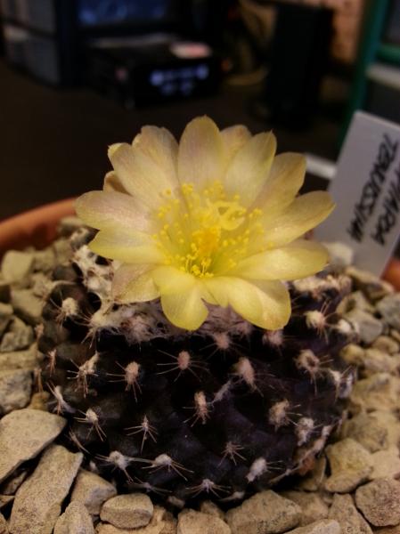 Copiapoa tenuissima