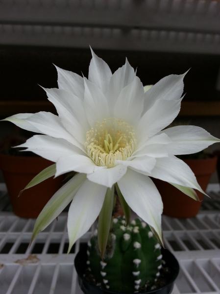 Echinopsis subdenudatum