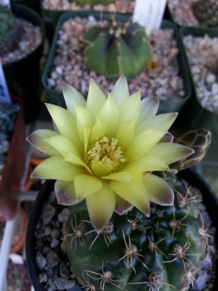 Gymno andreae