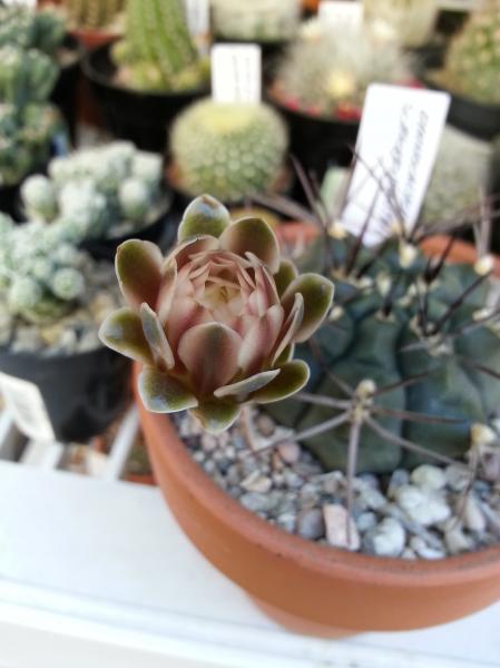 Gymno schickendantzii