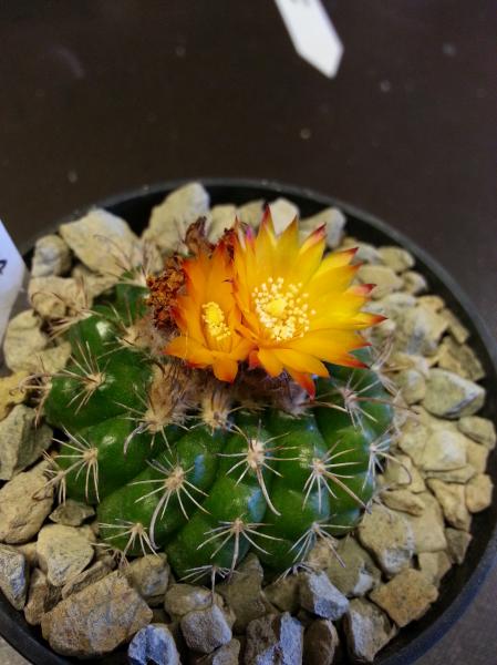 Parodia mairanana