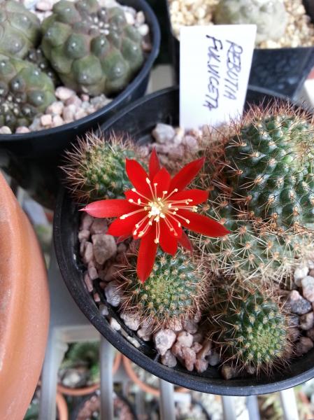 Rebutia fulviceta