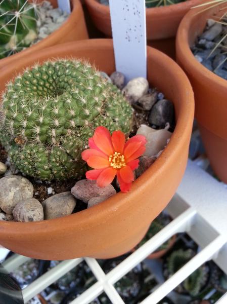 Rebutia minuscula