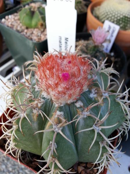 Melocactus matanzanus