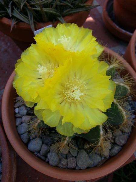 One more from June, Notocactus magnificus