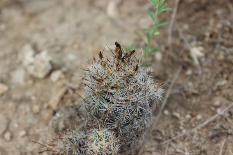 Coryphantha pottsiana