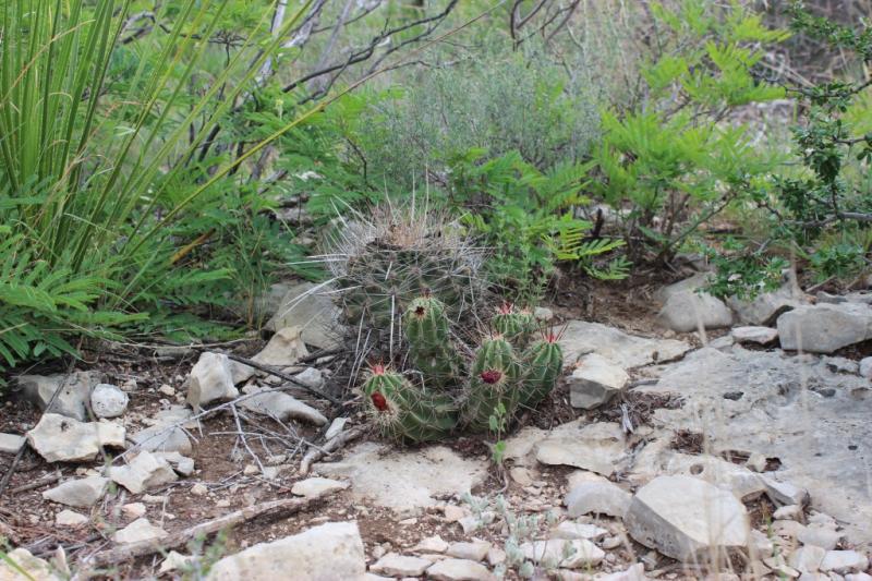 Ferocactus hamatacanthus