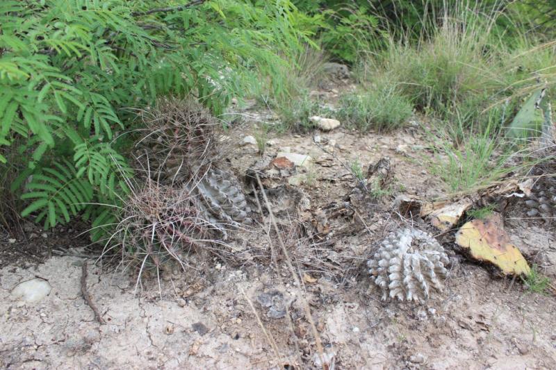 Ferocactus hamatacanthus