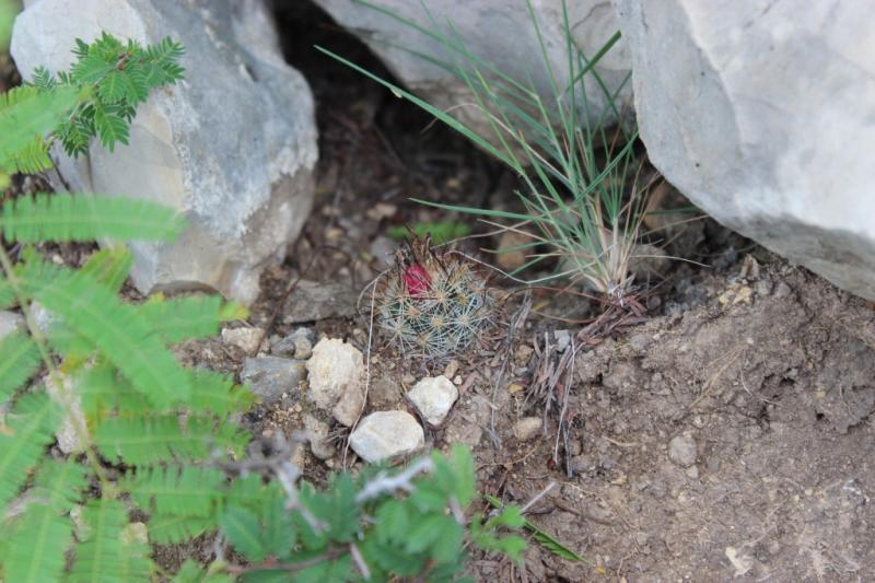 Coryphantha pottsiana