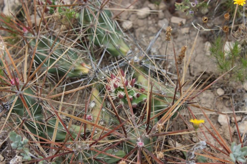 Grusonia schottii