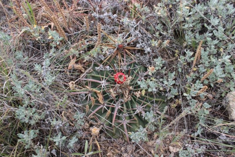 Echinocactus texensis