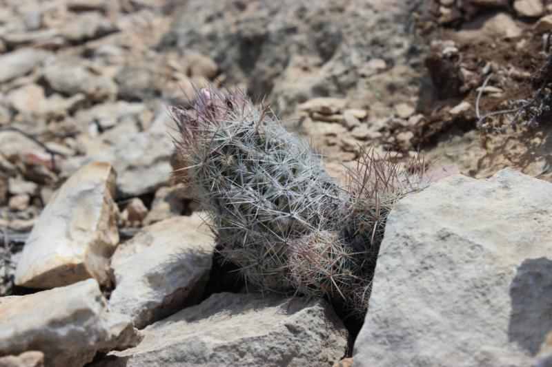 Coryphantha, maybe C.sneedii?