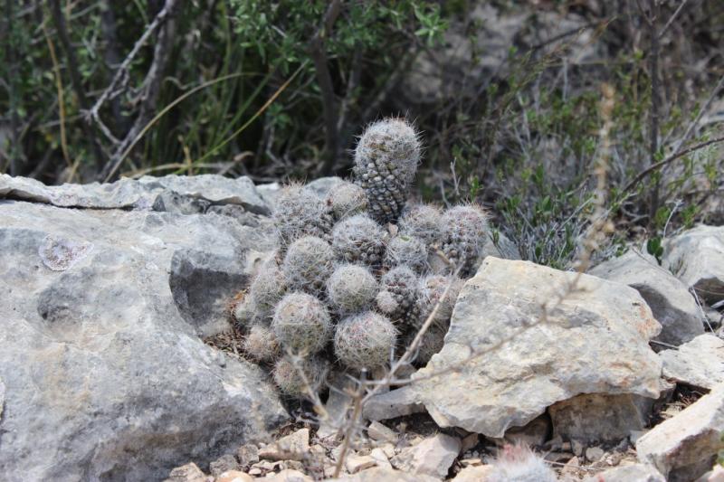 Coryphantha tubercolusa