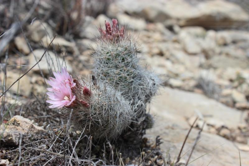 Coryphantha, maybe C.sneedii?