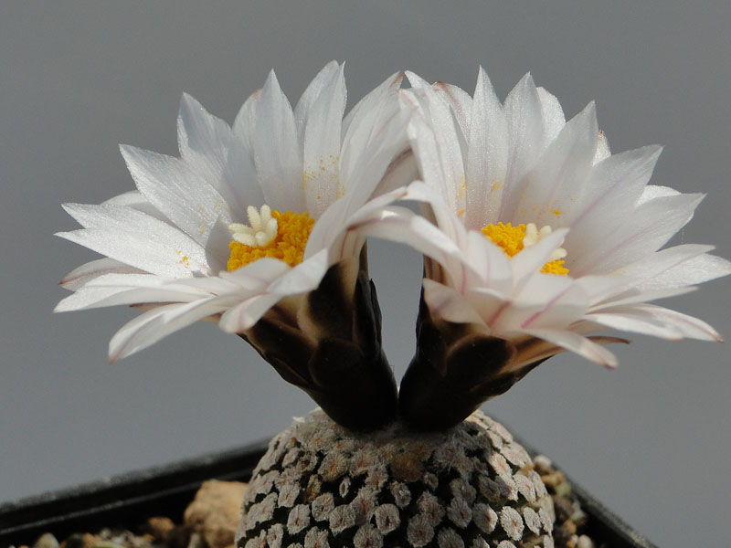 Turbinicarpus valdezianus v. albiflorus 2012 April19-2.jpg