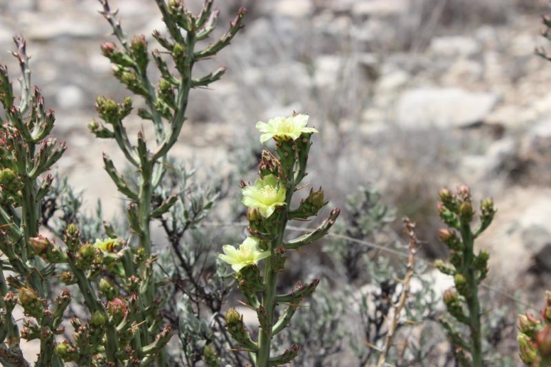 Cylindropuntia leptocaulis