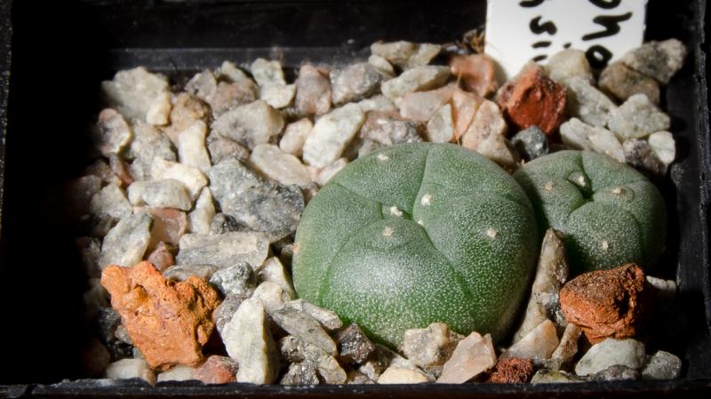 L. williamsii