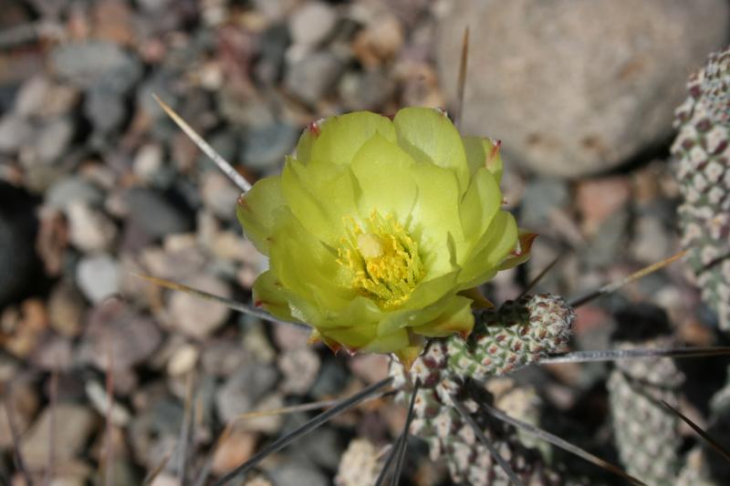 Cylindropuntia anteojoensis (Chandler, AZ)