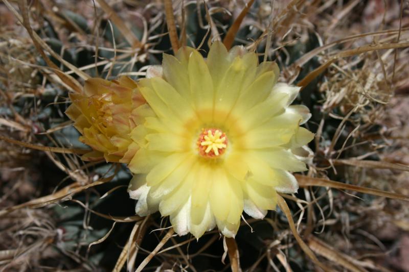 Leuchtenbergia princeps (Chandler, AZ)