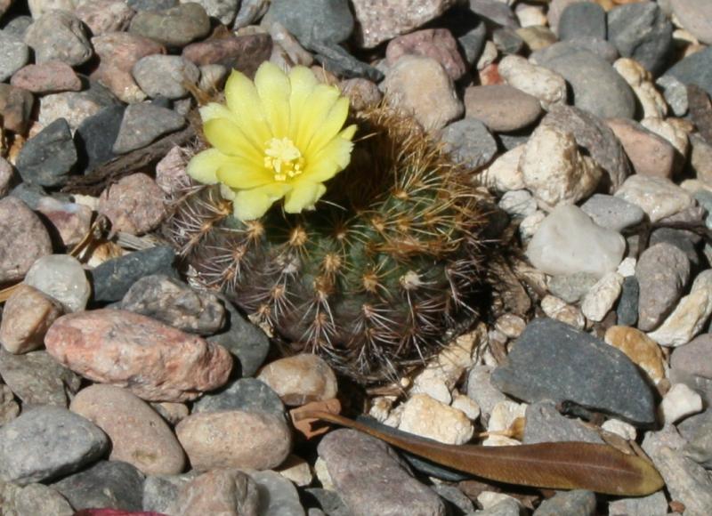 Frailea pseudopulcherrima (Chandler, AZ)