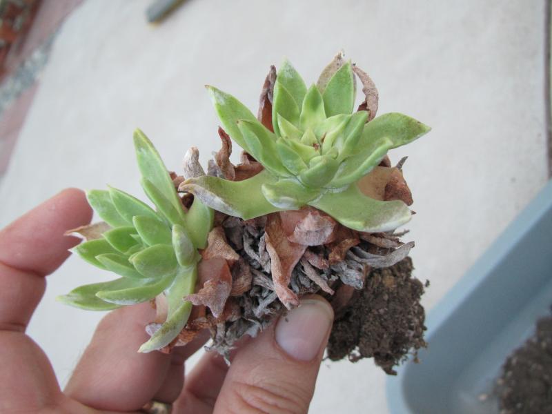 Dudleya