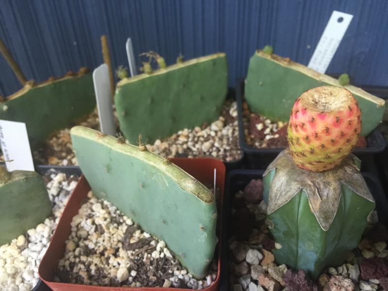 suclorebutia I chopped to make the big little graft