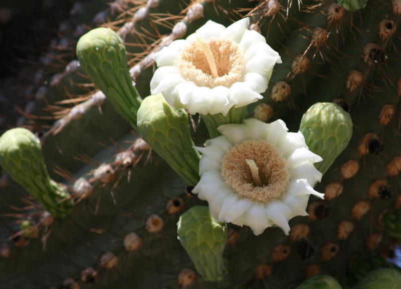 Carnegia gigantea (Chandler, AZ)