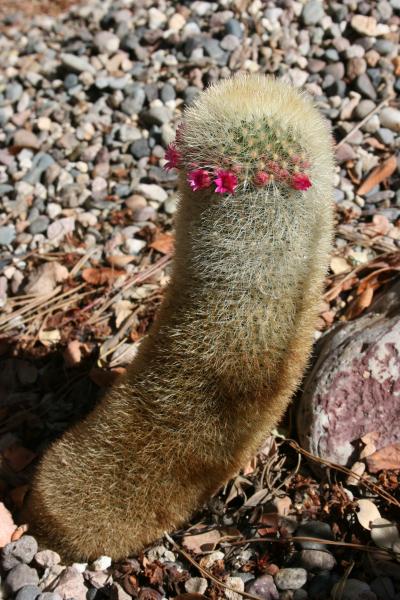 Mammillaria spinossisima ssp. pilcayensis (Chandler, AZ)