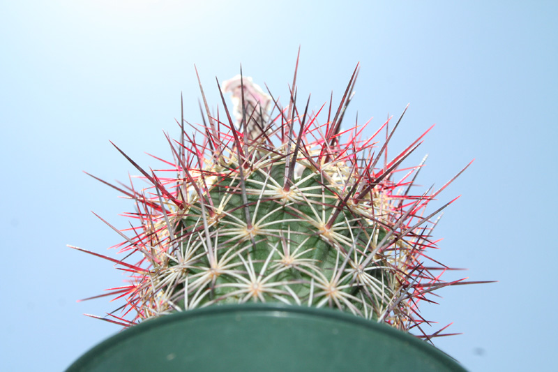 &quot;Red-Spined Pineapple&quot;