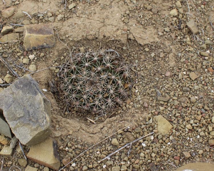 Mammillaria meiacantha