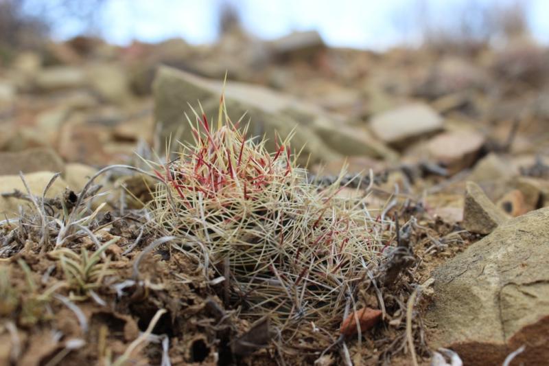 Thelocactus bicolor v. flavidispinus