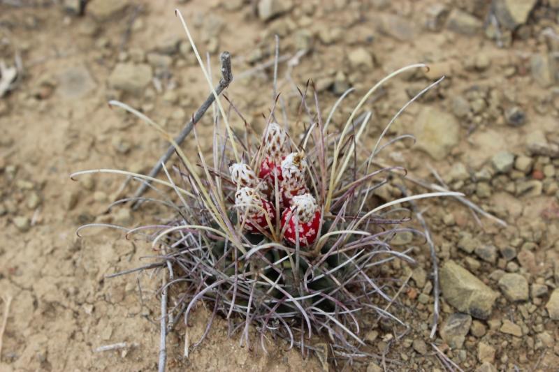 Glandulicactus uncinatus