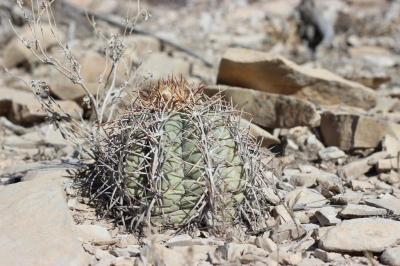 Echinocactus horizonthalonius