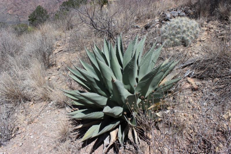 Agave havardiana