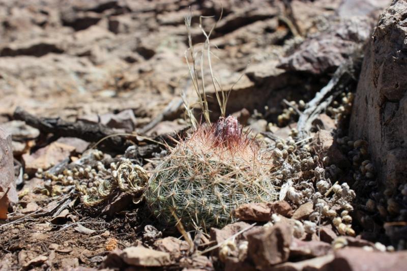 Coryphantha sp.