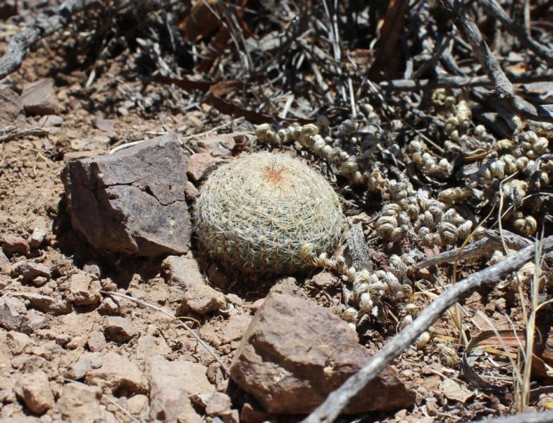 maybe a Coryphantha?