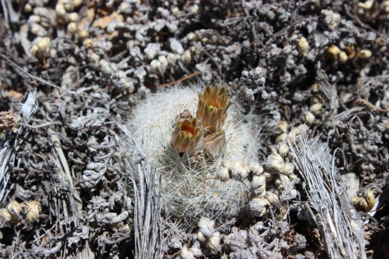 Coryphantha chaffeyi