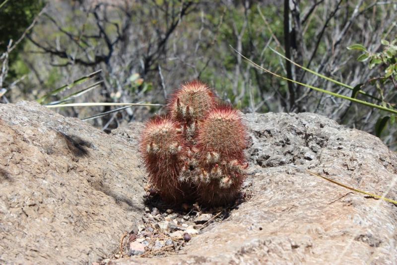 Echinocereus sp.