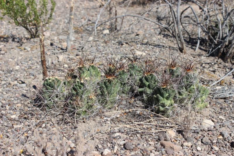 Coryphantha macromeris